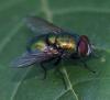 Lucilia ampullacea